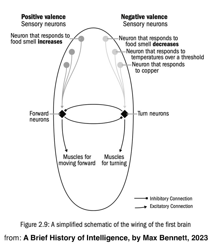 A diagram of the 'first brain'